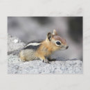 Search for adorable chipmunk postcards Furry