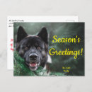 Search for akitas postcards Animal