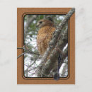 Search for red tail postcards Tailed