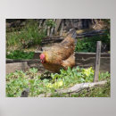 Search for hen posters Farm