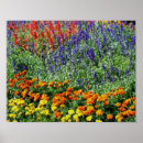 Search for marigold posters Summer