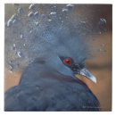 Search for pigeon tiles Animal