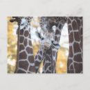 Search for giraffe looking postcards Looking at camera