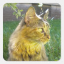 Search for tortoiseshell cat stickers Orange
