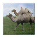 Search for two animals tiles Africa