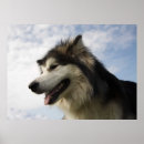Search for malamute dog posters Alaskan