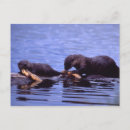 Search for river otters postcards Nature