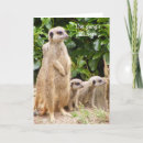 Search for meerkat birthday cards Suricate
