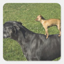 Search for great dane stickers Humour