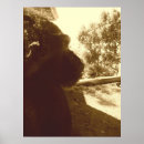 Search for great apes art Photography