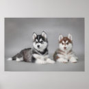 Search for husky posters Cute