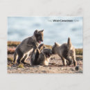 Search for wild fox postcards Wildlife