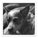 Search for herding dog posters Working dogs