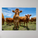 Search for cow posters Cattle