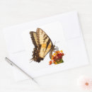 Search for tiger swallowtail stickers Insect
