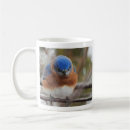 Search for eastern bluebird mugs Birds