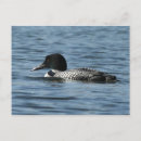 Search for common loons postcards Wildlife
