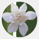 Search for gardenia stickers For her