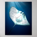 Search for creatures photography Marine life