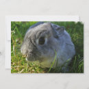 Search for easter photography Rabbit
