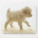 Search for poodle puppy mousepads Animal
