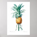 Search for redouté posters Redoute