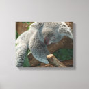 Search for koala canvas prints Cute