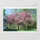 Search for flowering tree postcards Pink