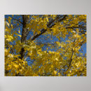 Search for fall tree posters Botanical