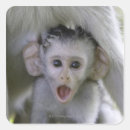 Search for baboon stickers Animal