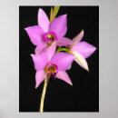 Search for laelia art Flower
