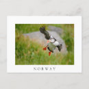 Search for white bird postcards Flying
