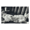 Search for for sofa art Feline
