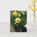 Search for springtime cards invites Daffodils