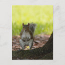 Search for forest creatures postcards Squirrel