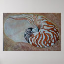 Search for nautilus shells posters Sand