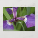 Search for purple iris postcards Garden