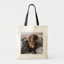 Search for dappled bags Dog