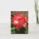 Search for rose red note cards Flowers
