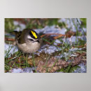 Search for tiny birds posters Small