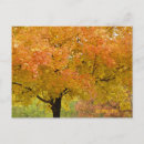 Search for leaf thanksgiving postcards Leaves