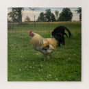 Search for chicken puzzles Rooster