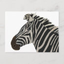 Search for cute zebra postcards Cool