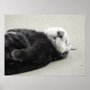 Search for sea otter posters Conservation