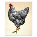 Search for chicken egg posters Black and white