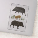 Search for boar stickers Illustration