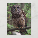 Search for barred postcards Wildlife