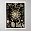 Search for haeckel art Illustration