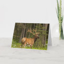 Search for bull elk cards Antlers