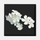 Search for white blossoms magnets Garden